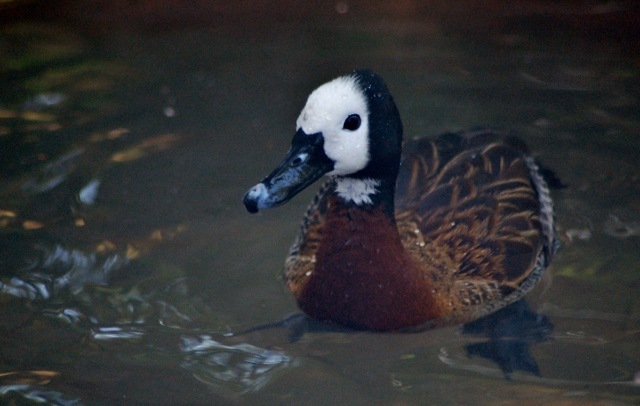 white-faced Whistling duck